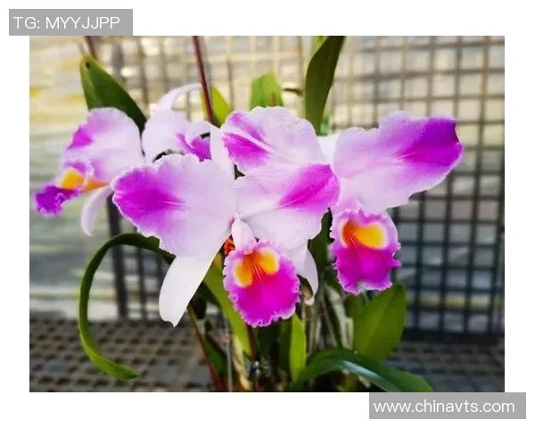 探索摩尔特里的神秘魅力与文化底蕴,揭示这座城市的独特风景与历史故事 探索摩尔特里的神秘魅力与文化底蕴,揭示这座城市的独特风景与历史故事